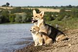 CORGI PEMBROKE 778